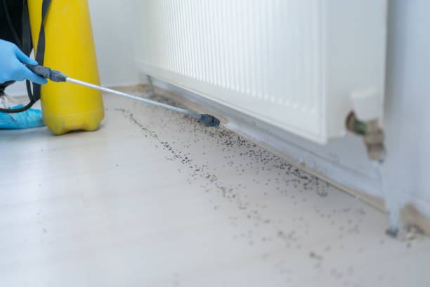Best Cockroach Control Services  in Hoisington, KS